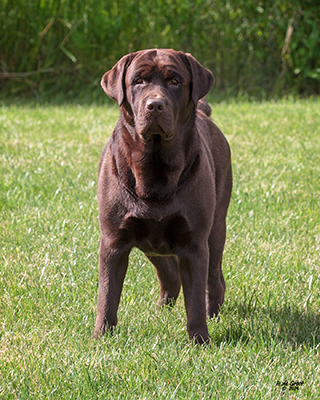 Ch Staghorn's Chesterfield King
