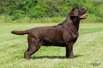 Ch Staghorn's Chesterfield King