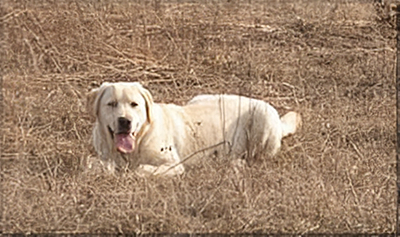 Lindenhall's Jack Dempsey Floyd