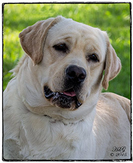 Ch. Staghorn's Jimmy Hollywood (a.k.a. Jimmy)