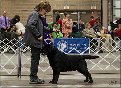 Am Ch/BISS GCH Staghorn's Harris Tweed (a.k.a Stewie)