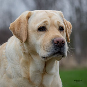 Ch Staghorn's Adios Amigos