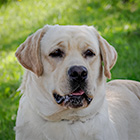 Ch. Staghorn's Jimmy Hollywood